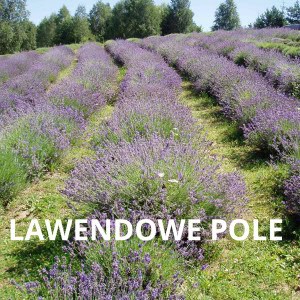 Lawendowe pole Lawendowe pole