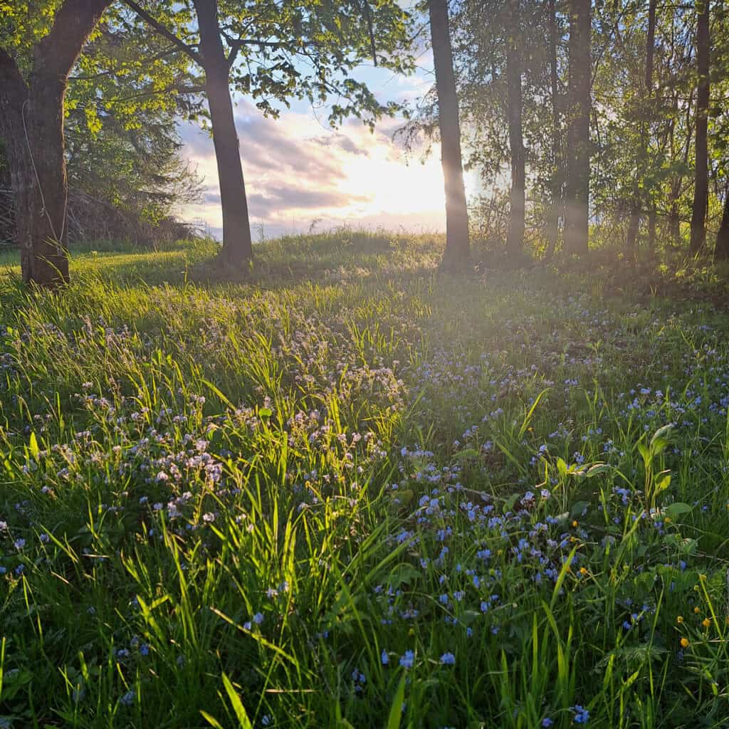Teren zielony i otoczenie - kwiaty Teren zielony i otoczenie - kwiaty