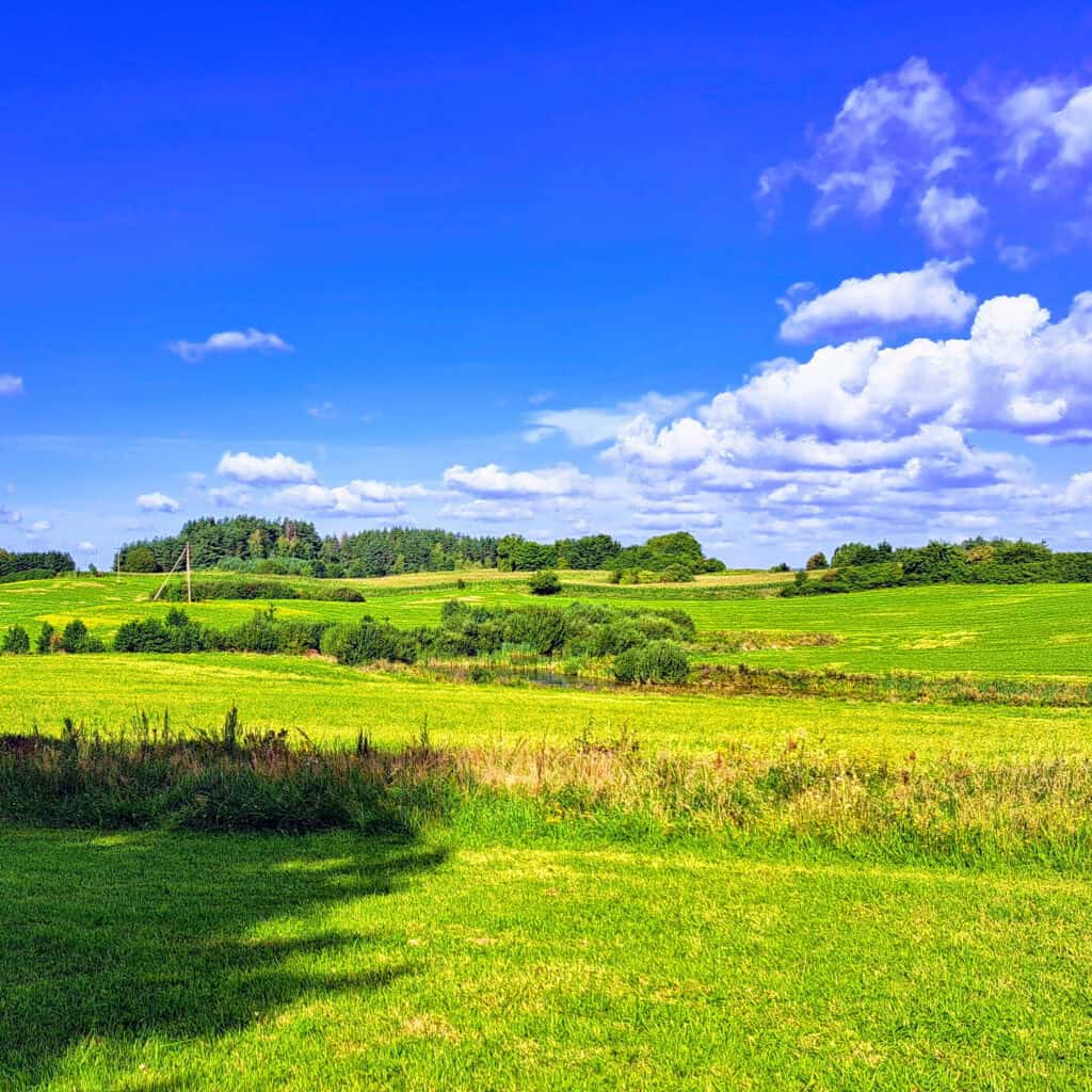 Teren zielony i otoczenie - łąki Teren zielony i otoczenie - łąki