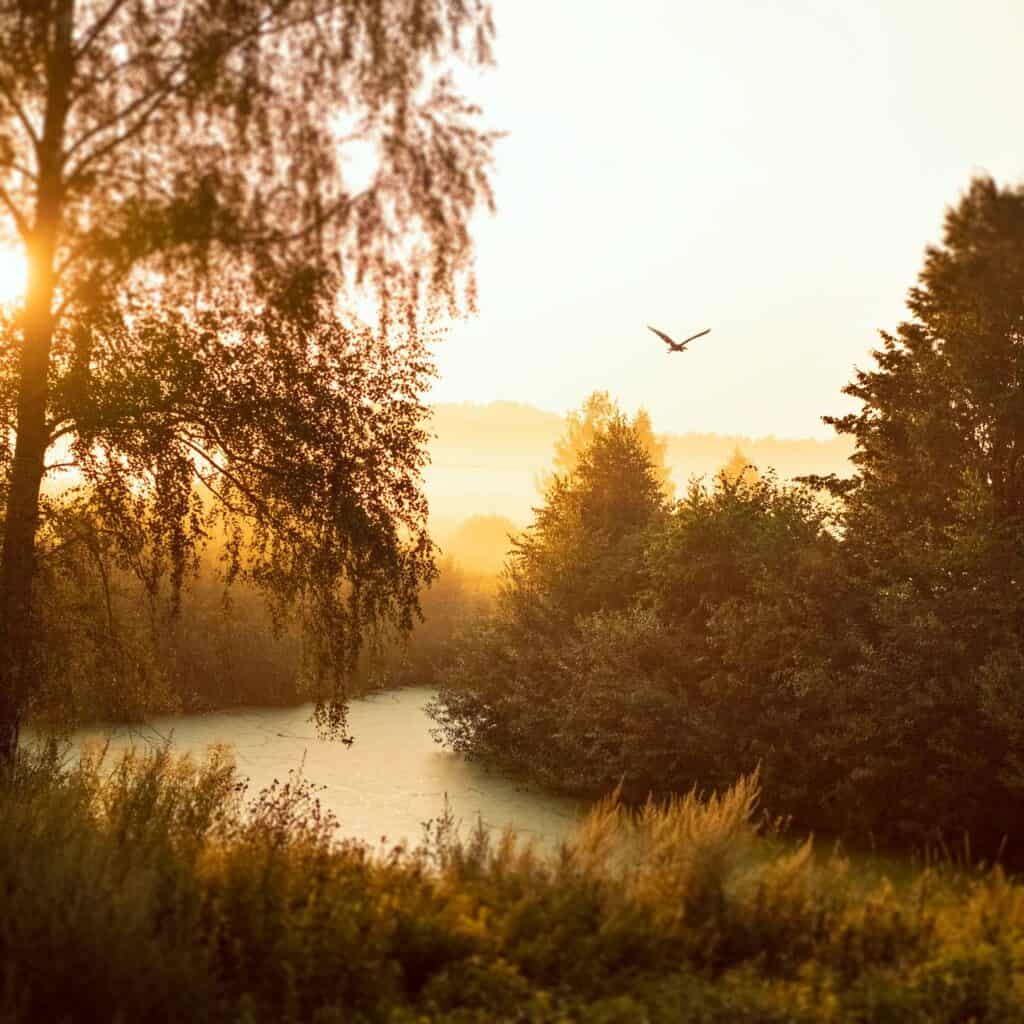 Teren zielony i otoczenie - staw Teren zielony i otoczenie - staw